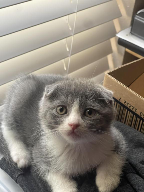 Lucky Scottish Fold Kitten photo 6