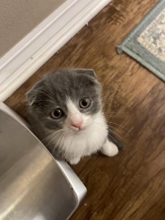 Lucky Scottish Fold Kitten photo 4