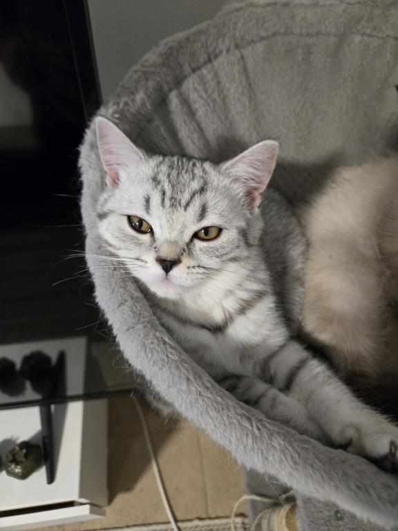 Luna photo 6