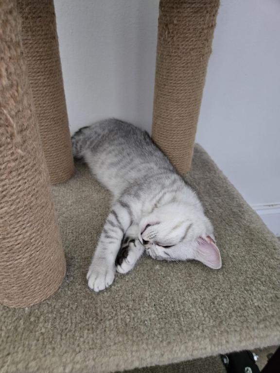 Luna photo 7