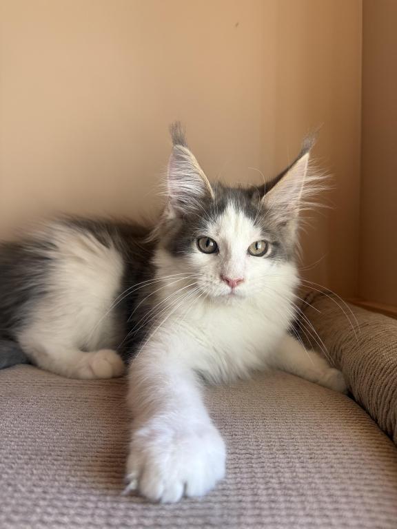 Loki photo 3