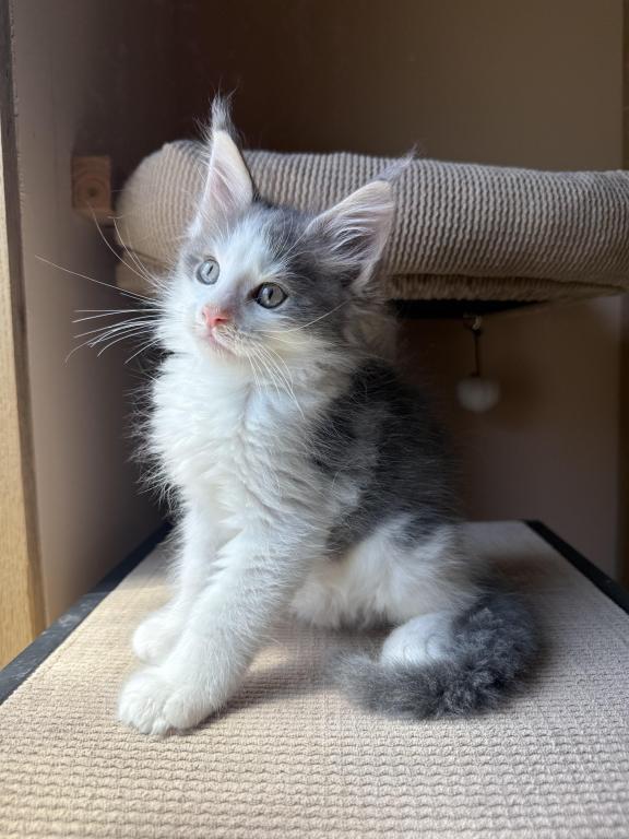 Loki photo 13