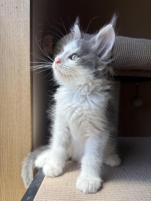 Loki photo 11