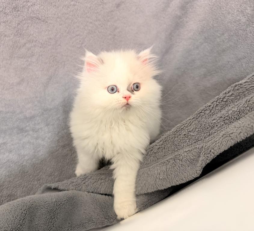 Lilac Bicolor Male CFA Registered photo 4