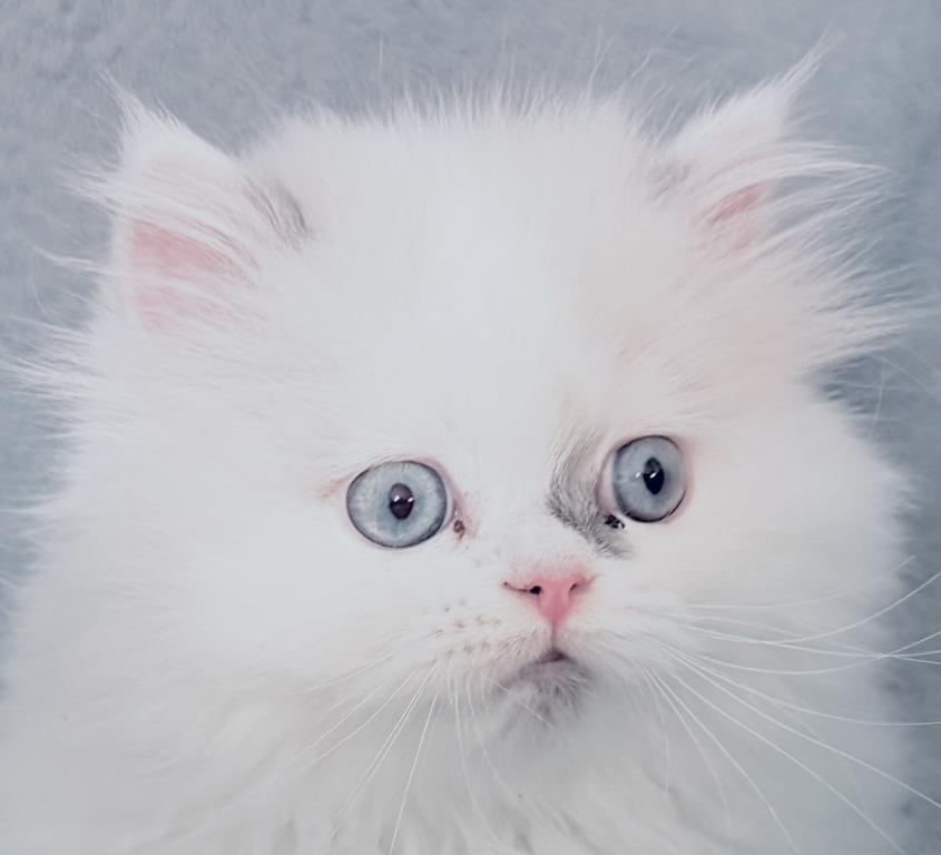 Lilac Bicolor Male CFA Registered