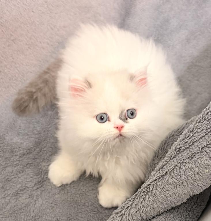 Lilac Bicolor Male CFA Registered photo 6