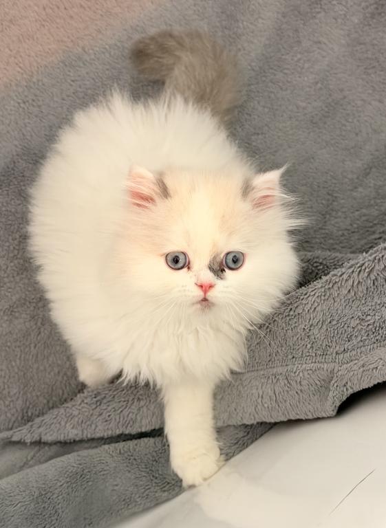 Lilac Bicolor Male CFA Registered photo 3