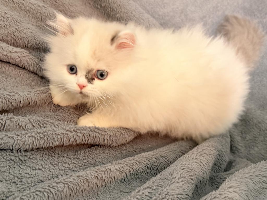 Lilac Bicolor Male CFA Registered photo 5