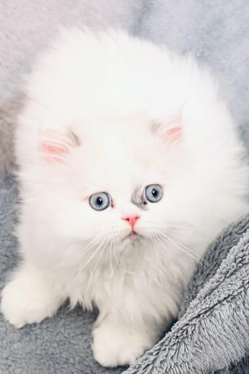 Lilac Bicolor Male CFA Registered photo 2