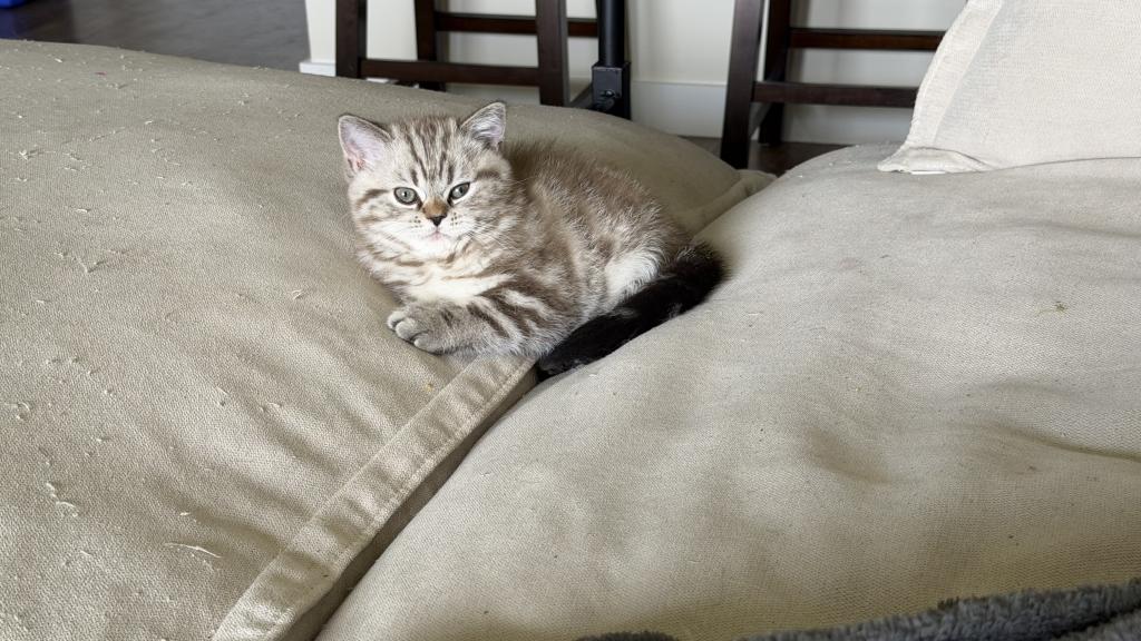 Mazie Kittens photo 3