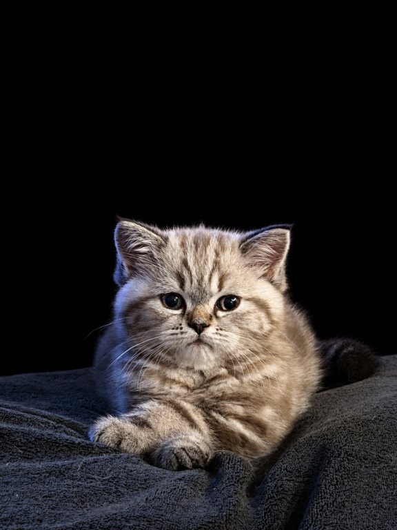 Mazie Kittens photo 1