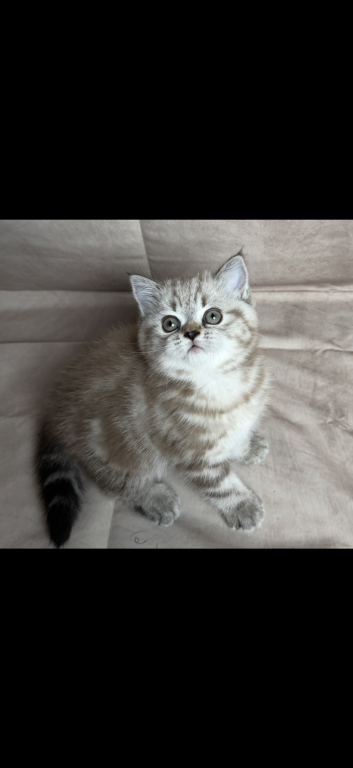 Mazie Kittens photo 2