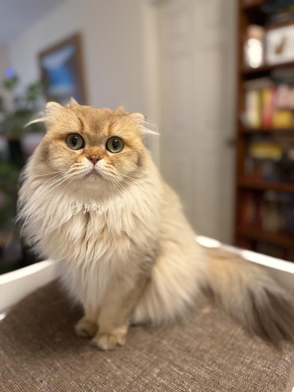 Vanilla photo 1