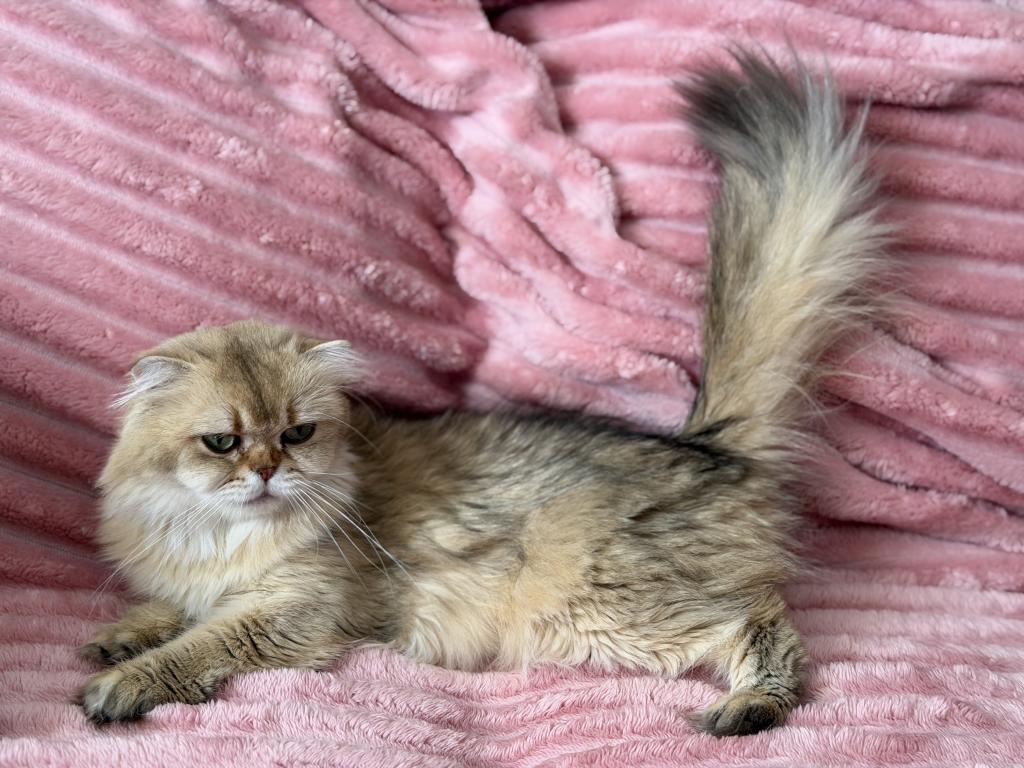 Vanilla photo 2