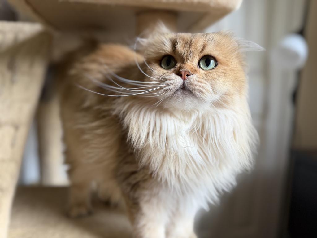 Vanilla photo 4