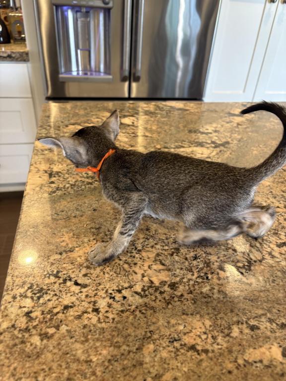 Oriental Shorthair photo 4