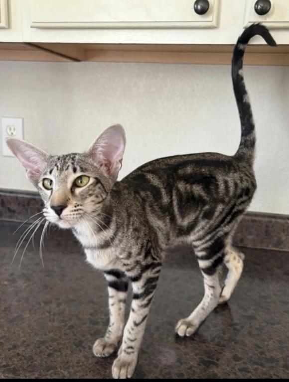 Oriental Shorthair photo 2
