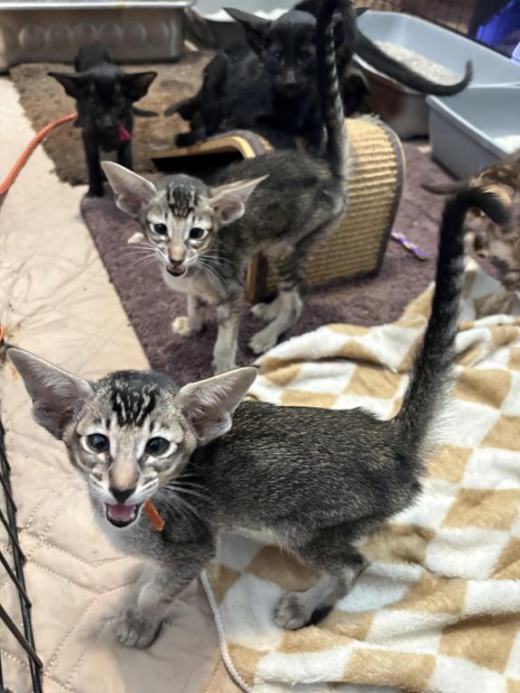 Oriental Shorthair photo 5
