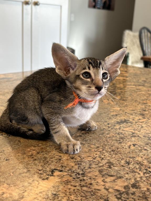 Oriental Shorthair