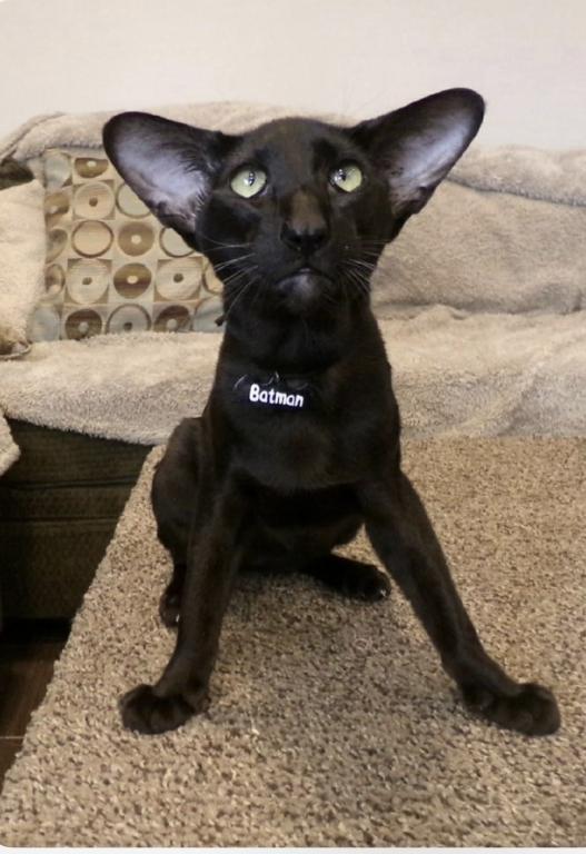 Oriental Shorthair photo 3