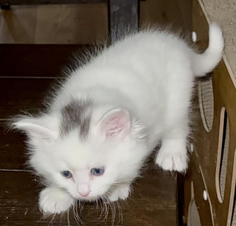 Siberian Kittens photo 3