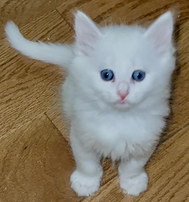 Siberian Kittens photo 1