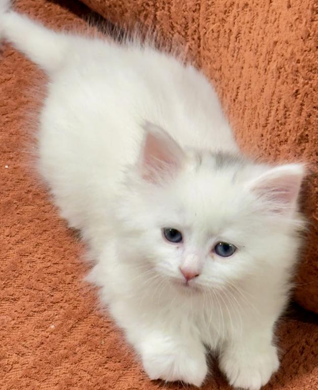 Siberian Kittens photo 2