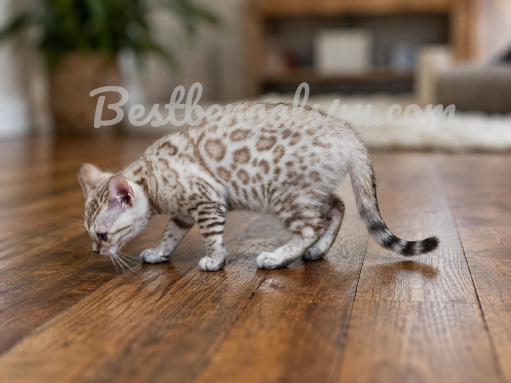Luna Seal Snow Mink Female Bengal photo 3