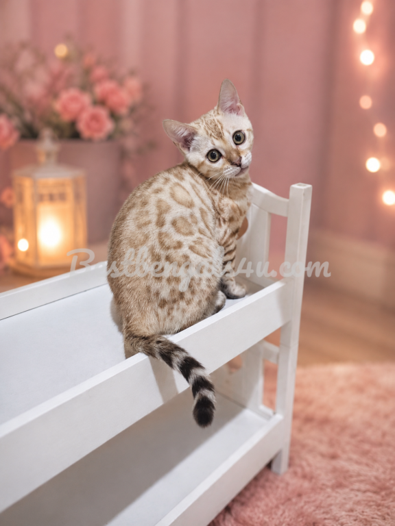 Luna Seal Snow Mink Female Bengal photo 6