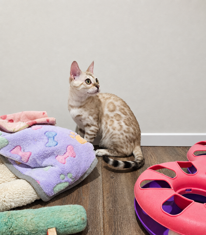 Luna Seal Snow Mink Female Bengal photo 1