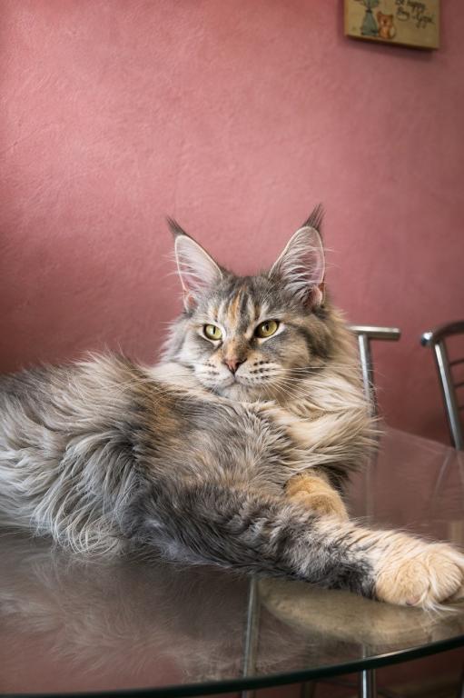 Gemma Maine Coone Female Kitten photo 3