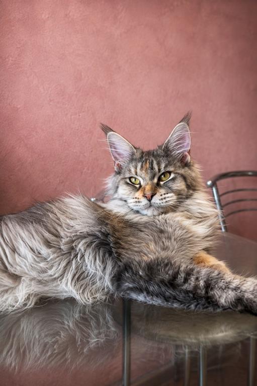 Gemma Maine Coone Female Kitten