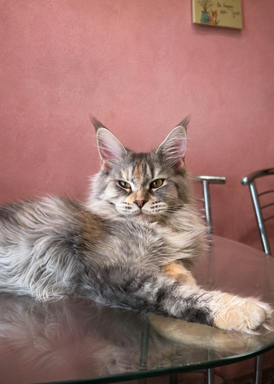Gemma Maine Coone Female Kitten photo 2