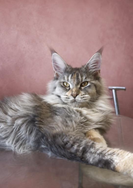 Gemma Maine Coone Female Kitten photo 4