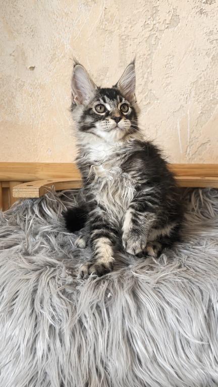 Cute Boy No Name Yet Maine Coone Giant photo 5