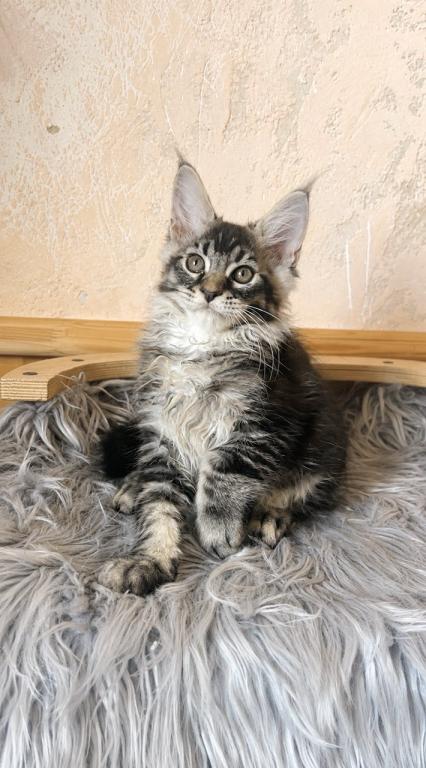 Cute Boy No Name Yet Maine Coone Giant photo 3