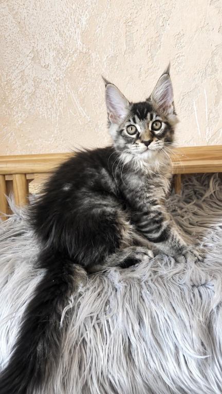 Cute Boy No Name Yet Maine Coone Giant
