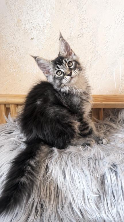 Cute Boy No Name Yet Maine Coone Giant photo 4