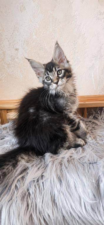 Cute Boy No Name Yet Maine Coone Giant photo 2