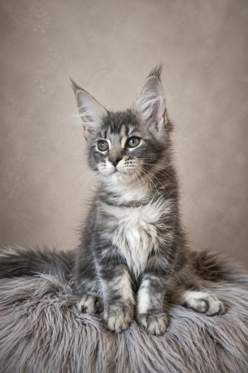 Giant Maine Coon Female Kitten No Name Yet photo 5