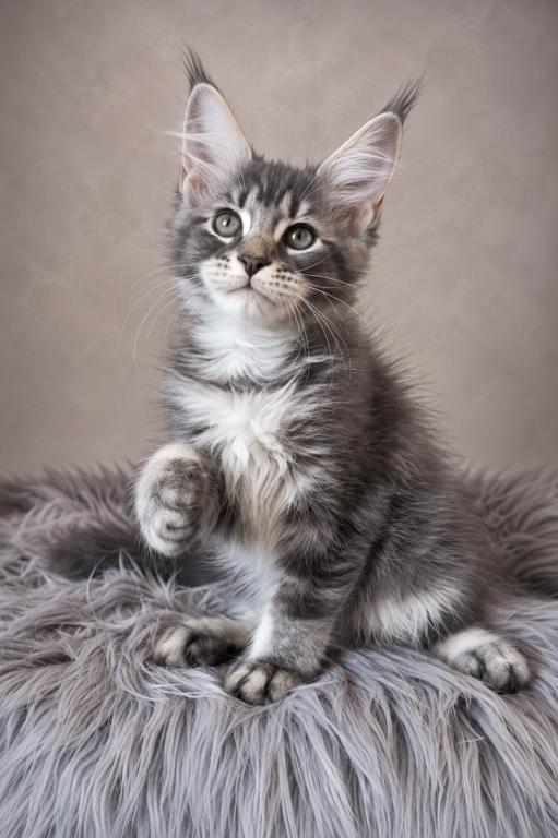 Giant Maine Coon Female Kitten No Name Yet photo 4