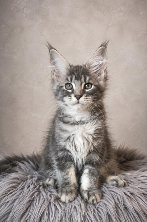 Giant Maine Coon Female Kitten No Name Yet photo 2