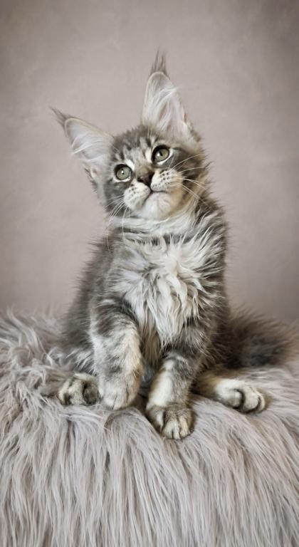 Giant Maine Coon Female Kitten No Name Yet photo 3