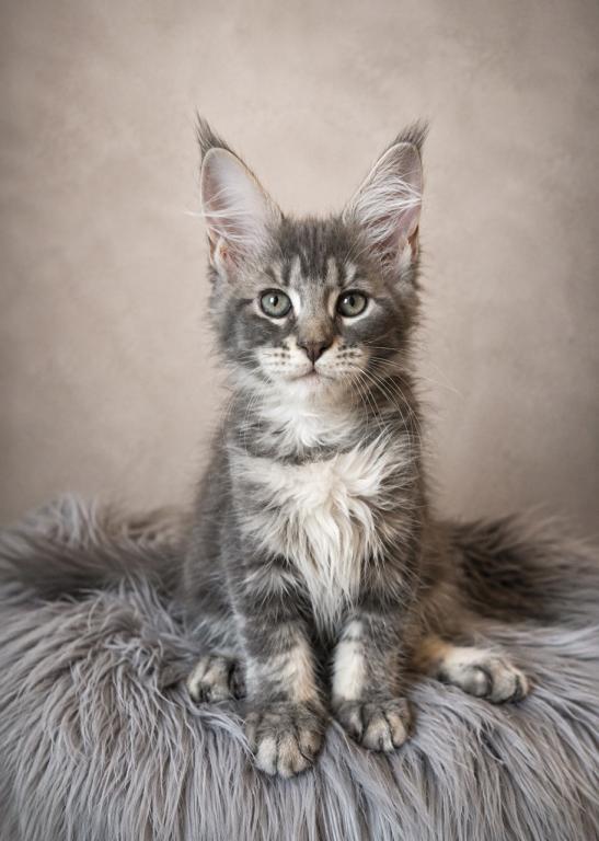 Giant Maine Coon Female Kitten No Name Yet