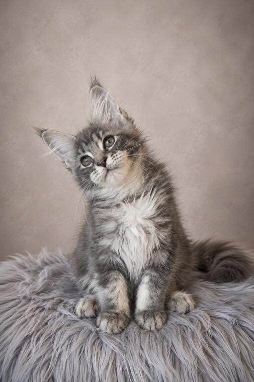 Giant Maine Coon Female Kitten No Name Yet photo 6
