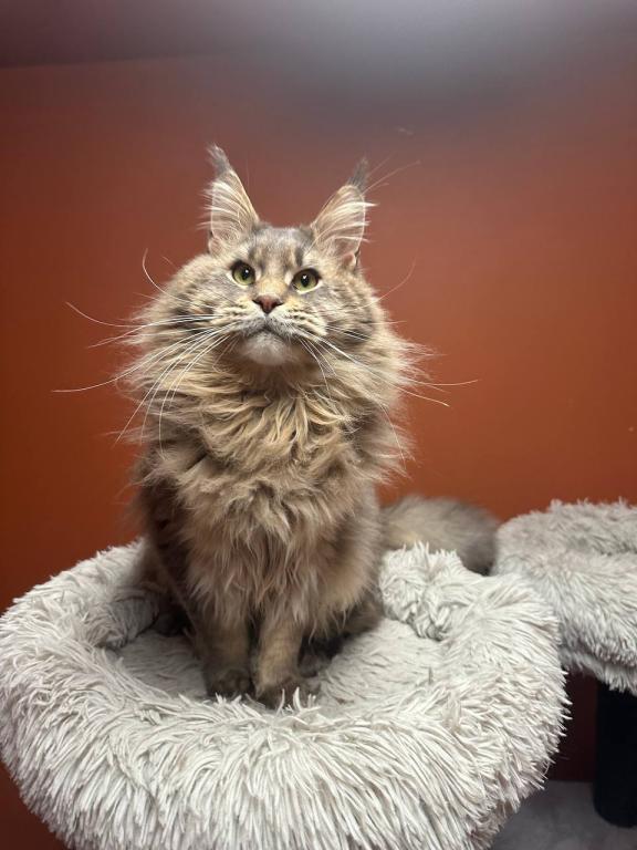 Cattery Clos Titled Male For House Pet Ar Breeding photo 5
