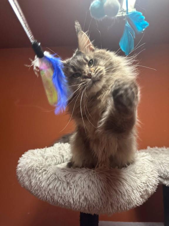 Cattery Clos Titled Male For House Pet Ar Breeding photo 1
