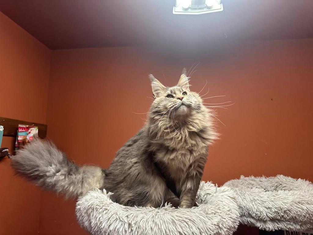 Cattery Clos Titled Male For House Pet Ar Breeding photo 6
