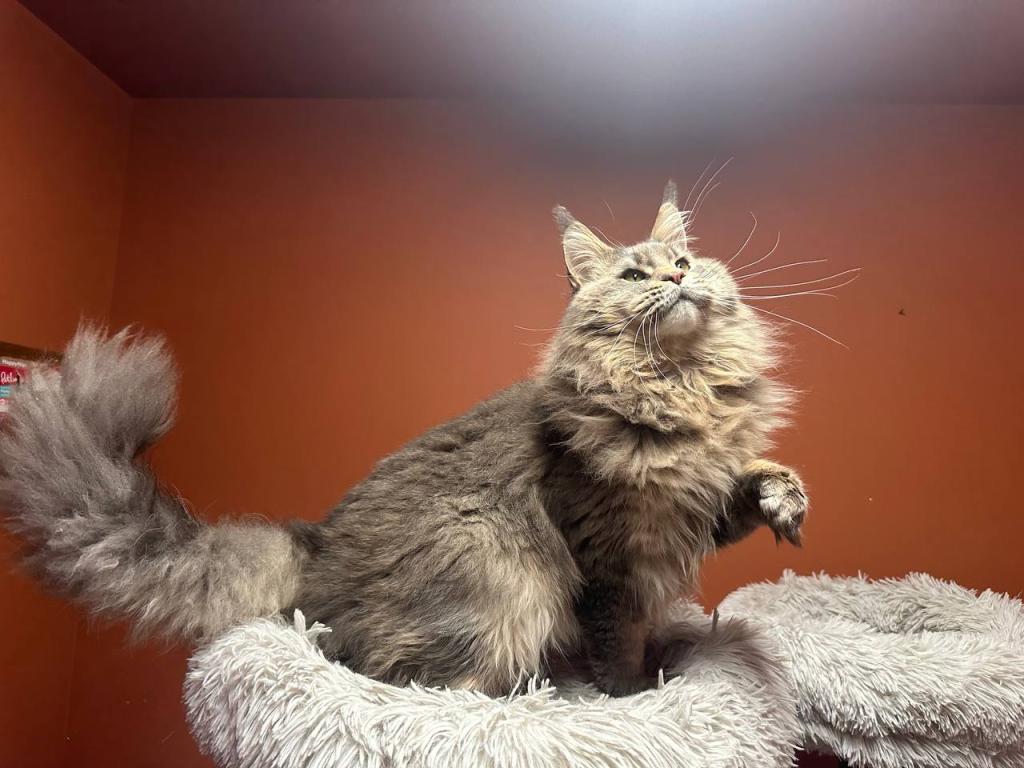 Cattery Clos Titled Male For House Pet Ar Breeding photo 2