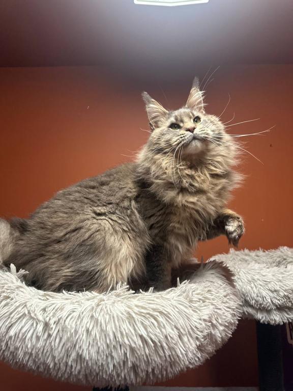 Cattery Clos Titled Male For House Pet Ar Breeding photo 4